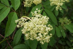 Elderflower is often be seen by the roadside and in gardens
