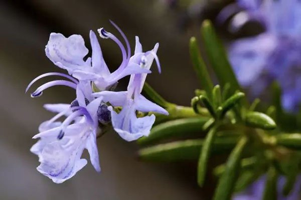 Rosemary is called the Dew of The Sea