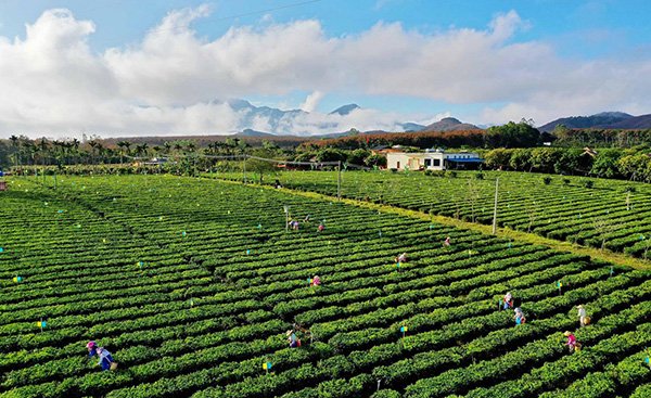 Chinese green tea still processed in the traditional hand way