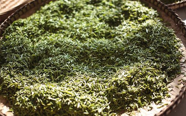 Drying the tea leaves by sunlight