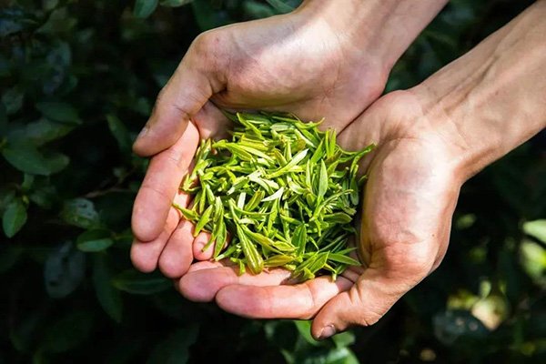 Picking is the first step, only choose the tender leaves