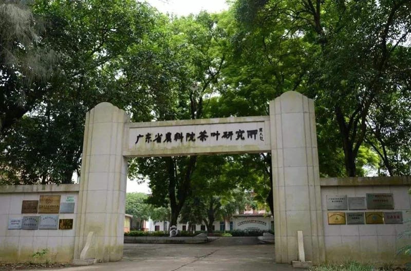 The tea laboratory in Yingde