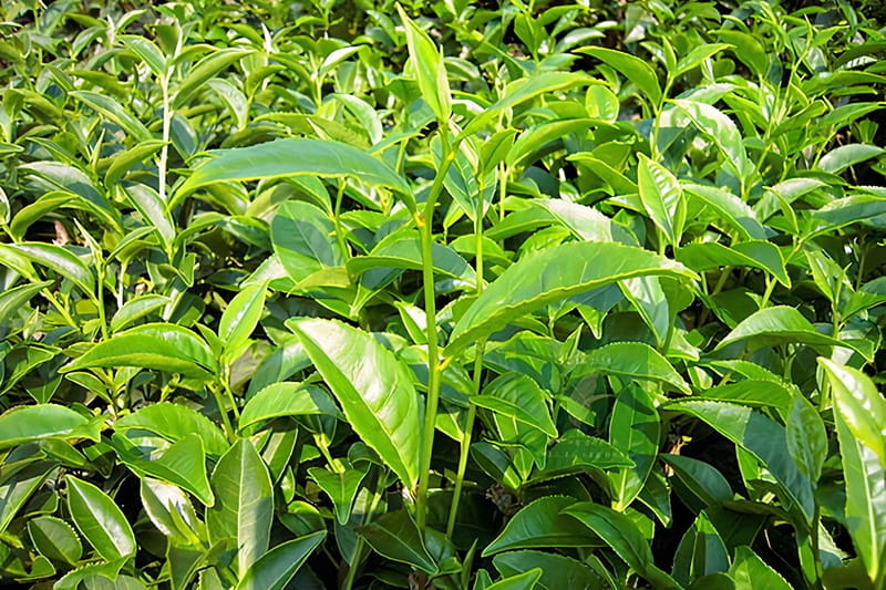 Qingxin Damao type Camellia Sinensis