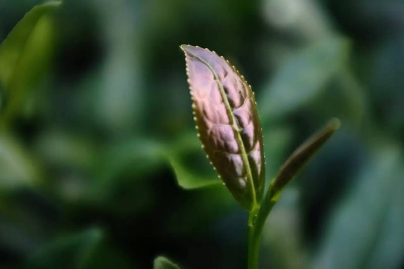 The red-bud Tieguanyin type Camelia Sinensis