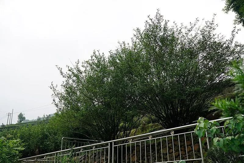 The two survived Huang Dan mother trees had been protected