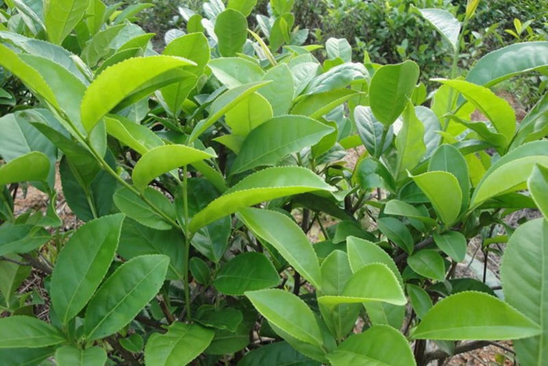 You can see the sawtooth on the rim of the Huang Dan tea tree's leaves clearly