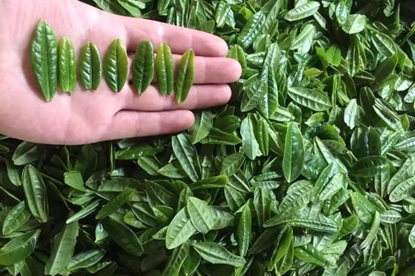 Lu'an Gua Pian tea source leaves look like melon seeds and almost the same size