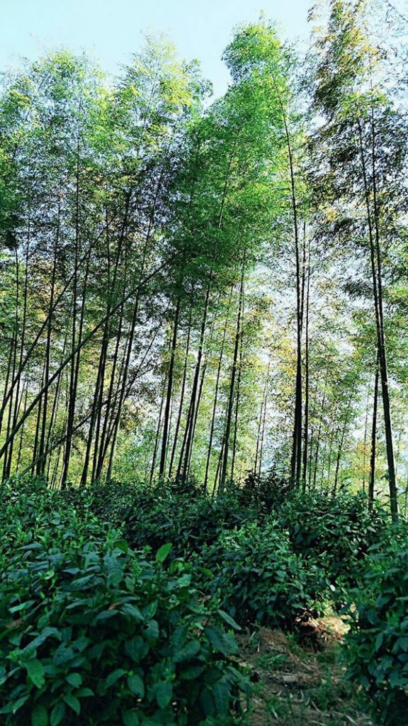 Tall bamboos protect the tea trees from strong sunshine