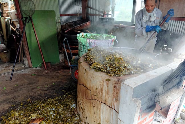 Awa Bancha processing picture from www.asahi.com