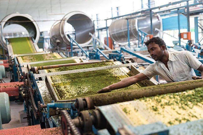 leaves after harvest will be under standardized batch processing