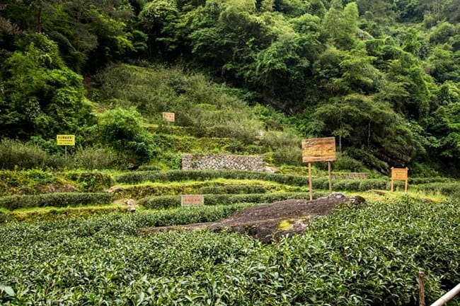 The Niu Lan Keng tea ground